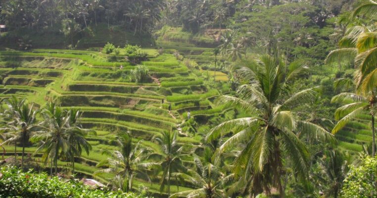 Tempat Wisata di Bali - Terasering Ceking